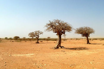 Yemen Myrrh tree (Commiphora myrrha)